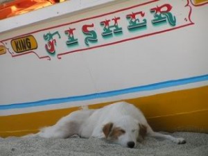 dog_sleeping[1]